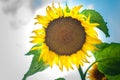 Sunflower grows on a private plot. Home garden with plants. environmentally friendly product with vitamins