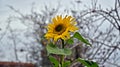 Helianthus annuus, A sunflower that grows in winter, sunflower in winter