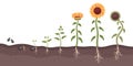 Sunflower growth process. Cartoon oilseed culture. Development and maturation stages. Farm plant life cycle. Seed