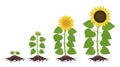 Sunflower growth stages. Agriculture plant development. Harvest animation progression. Vector illustration infographic