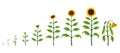 Sunflower growth stages. Agriculture plant development from seed to flowering and fruit-bearing plant. Harvest animation