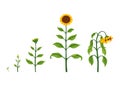 Sunflower growth stages. Agriculture plant development from seed to flowering and fruit-bearing plant. Harvest animation