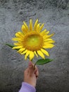 Sunflower Gurl