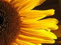 Sunflower Half Royalty Free Stock Photo