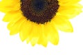 Sunflower half Royalty Free Stock Photo