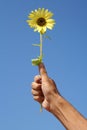 Sunflower and hand Royalty Free Stock Photo