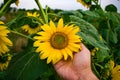 Sunflower in hand against the beautiful sky background