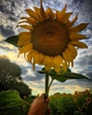 Sunflower in hand & dramatic clouds