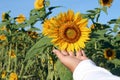 Sunflower in hand. Person touch the sunflower plant in field. Bed of sunflowers on green environment garden background. Royalty Free Stock Photo