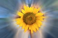 Sunflower in hands on blurry motion digital effect background. Abstract inspirational nature background with big yellow flower. Royalty Free Stock Photo
