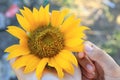 Sunflower in the hands. Closeup of young woman holding yellow sunflower blossom in hand, and the other hand touch the petal. Royalty Free Stock Photo