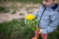 Sunflower in the hands of a little girl for a walk on a cold summer day Royalty Free Stock Photo