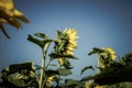 Sunflower blooming. Fields of sunflowers