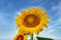 Sunflower hat on a field where high-oleic culture is grown to produce vegetable oil against a blue sky background