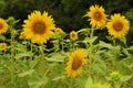 Sunflower hat in a gorgeous sunset. Royalty Free Stock Photo