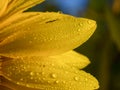 Sunflower head close, petals in the morning dew