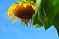 Sunflower head in close-up with a bee homing in