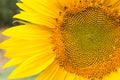 Sunflower head close up, part of flower Royalty Free Stock Photo