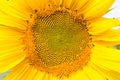 Sunflower head close up, part of flower Royalty Free Stock Photo