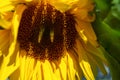 Sunflower head close-up Royalty Free Stock Photo