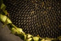 Sunflower head close up view Royalty Free Stock Photo