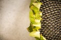 Sunflower head close up view Royalty Free Stock Photo