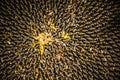 Sunflower head close up view Royalty Free Stock Photo