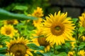 Sunflower head in closeup with a sunflower field in the background, popular ornamental garden flowers Royalty Free Stock Photo