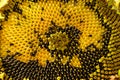 Sunflower head clouse-up Royalty Free Stock Photo