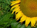 Sunflower head detail with bright yellow petals and lush green leaves in the background. Royalty Free Stock Photo