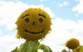 Sunflower Smiley Face Royalty Free Stock Photo