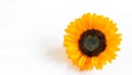 Sunflower head, fresh and vivid, on the white background closeup, isolated. Sunflower head isolated for any design purposes Royalty Free Stock Photo