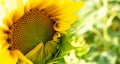 Sunflower head horizontal banner. Summer nature Royalty Free Stock Photo