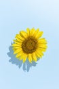 Sunflower head over blue background with summer shadow Royalty Free Stock Photo