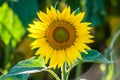 Sunflower head and seeds Royalty Free Stock Photo