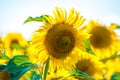 Sunflower head and seeds Royalty Free Stock Photo