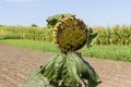 Sunflower head with seeds partially devoured by birds on field