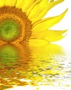 Sunflower head background