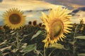 Sunflower head waving on the wind with colorful sunset sky on the background Royalty Free Stock Photo