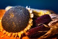 Sunflower head with white and purple corn on bright background Royalty Free Stock Photo