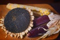 Sunflower head with white and purple corn Royalty Free Stock Photo