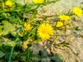 The sunflower heads can measure up to 13 cm across and they have yellow. Royalty Free Stock Photo