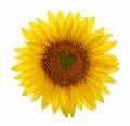 Sunflower with heart in center Royalty Free Stock Photo