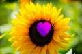 Sunflower with heart, greeting card