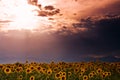 Sunflower Heaven Royalty Free Stock Photo