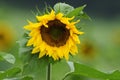 Sunflower (Helianthus annuus)