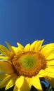 Sunflower (helianthus annuus) Royalty Free Stock Photo