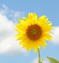 Sunflower, Helianthus annuus Royalty Free Stock Photo