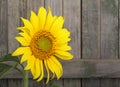 Sunflower, Helianthus annuus