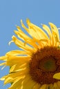 Sunflower (Helianthus annuus)